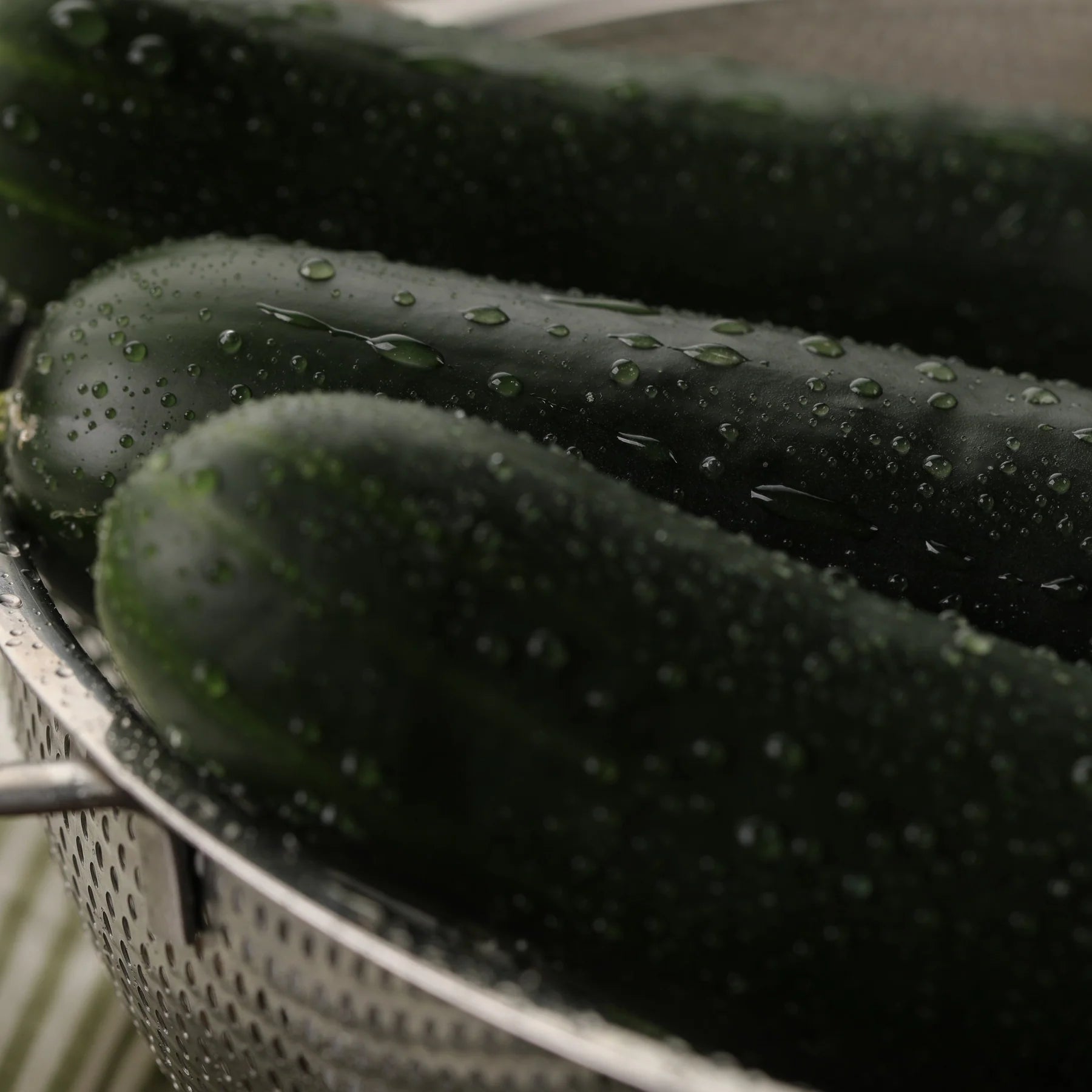 Proven Selections® Black Beauty Zucchini (Cucurbita pepo)
