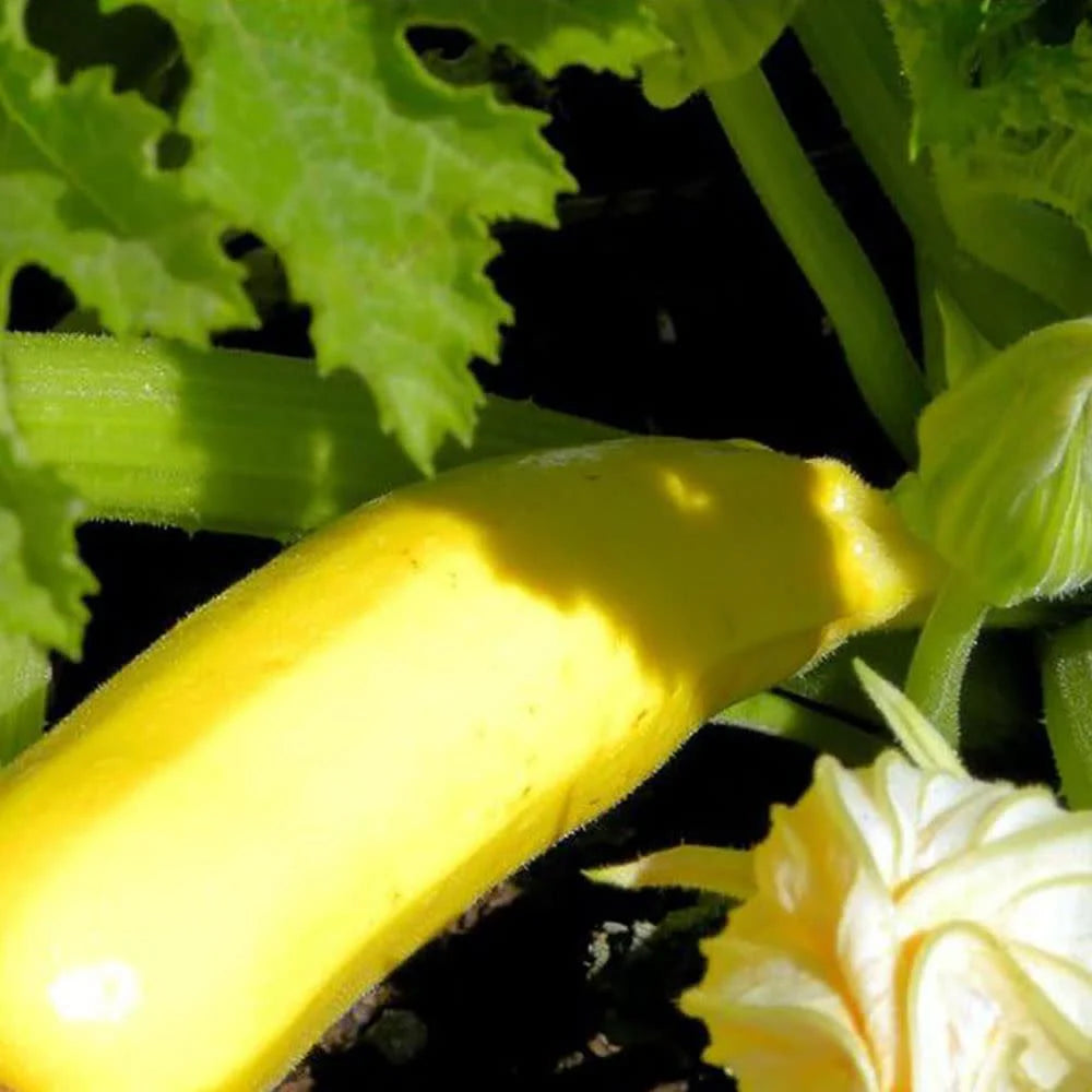Proven Selections® Gold Rush Zucchini (Cucurbita pepo)