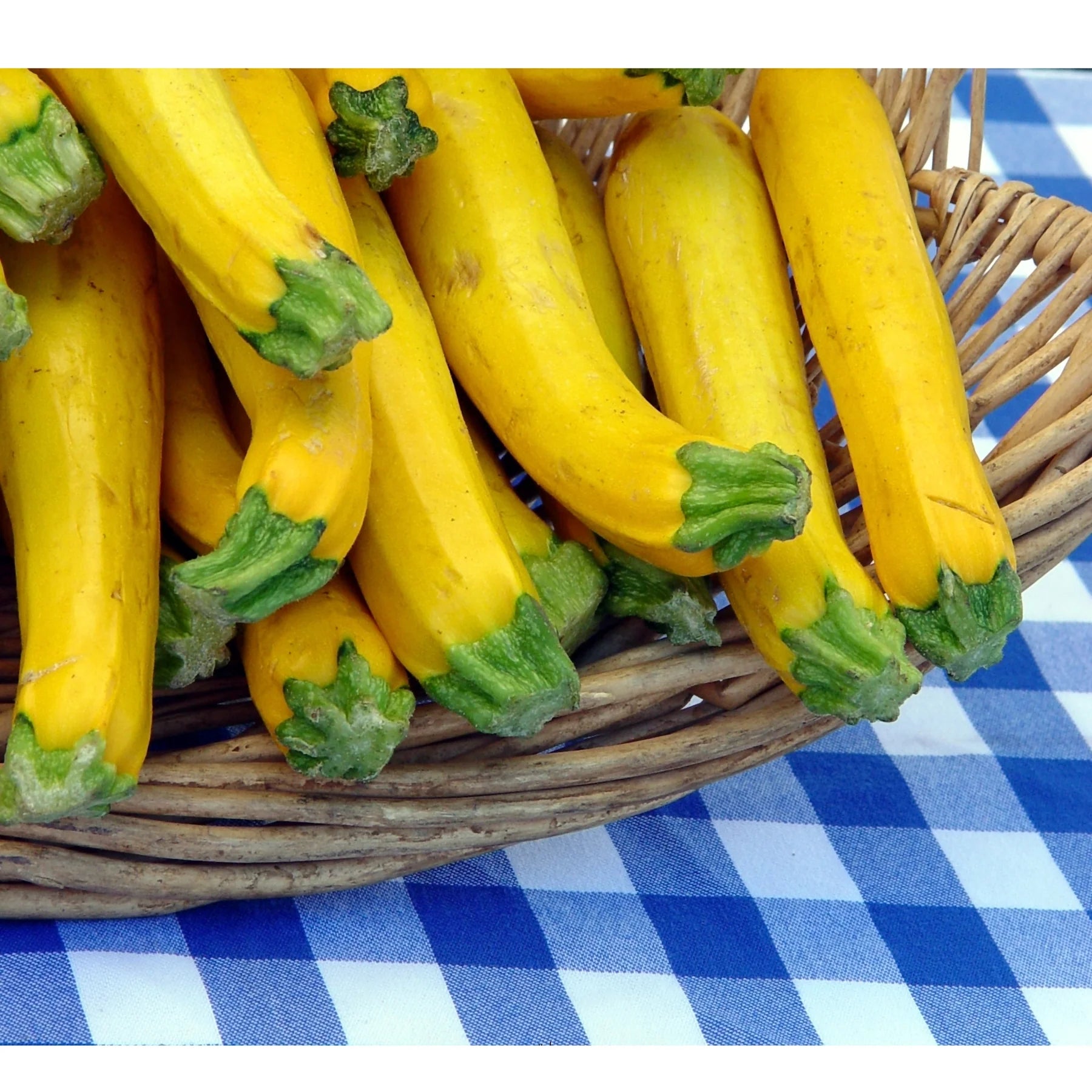 Proven Selections® Gold Rush Zucchini (Cucurbita pepo)